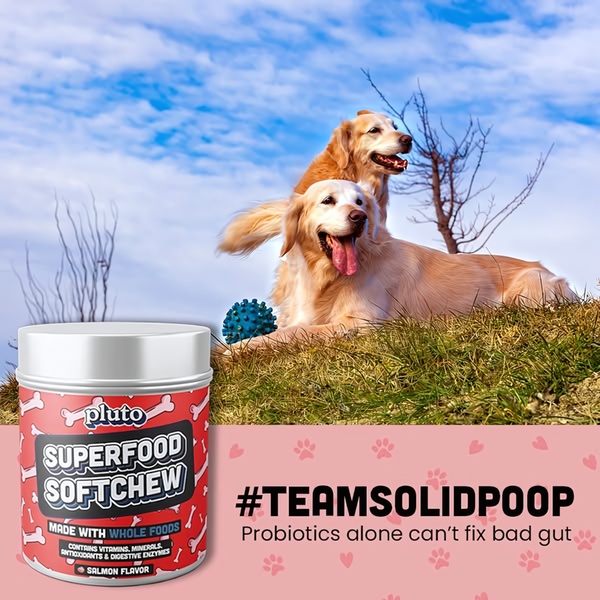 A square ad creative featuring two happy golden retrievers in a grassy field next to a jar of superfood softchews and a bold, gut-health-focused headline.